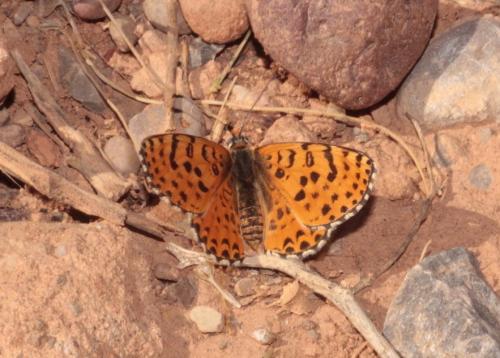 Melitaea didyma